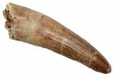 Fossil Spinosaurus Tooth - Real Dinosaur Tooth #345488-1